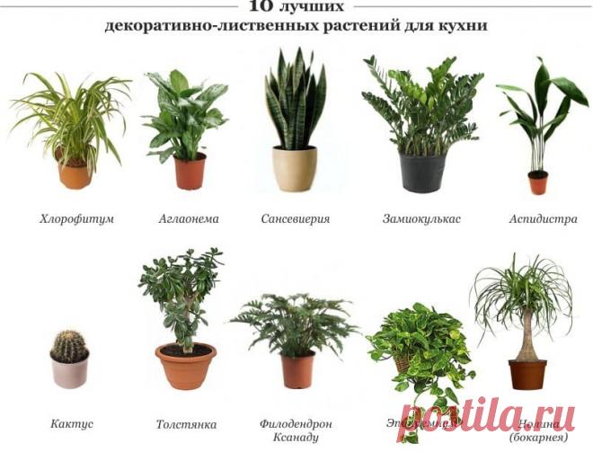 Растения для кухни - Садоводка