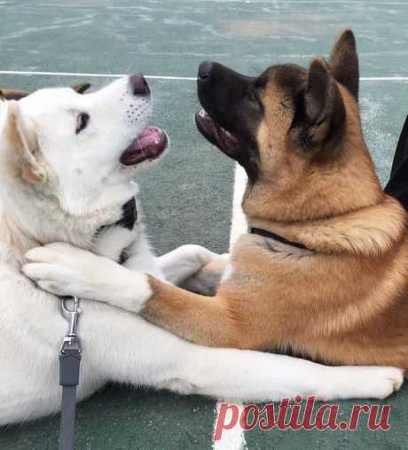 Собаки, которые знают, что такое настоящая дружба
