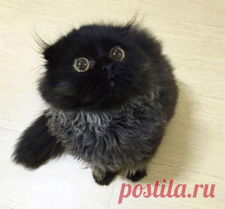 Котик Гимо, который всегда в шоке:
