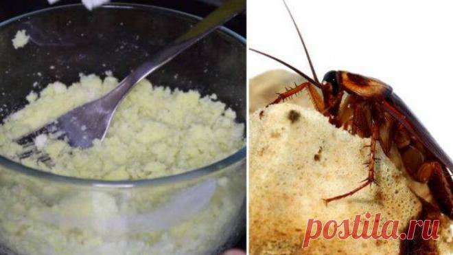 Узнайте как эффективно избавиться от тараканов без вреда для здоровья! Дешевый, но действенный способ!