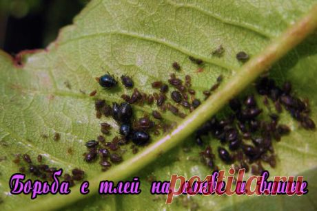 На вишне и сливе сморщенные и скрученные молодые листья, вишневая и сливовая тля.