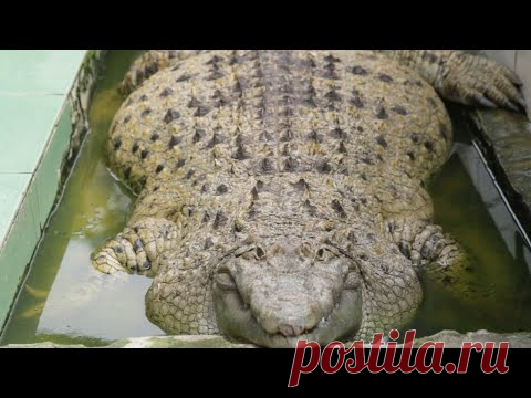 200-килограммовый крокодил, проживающий в индонезийской семье