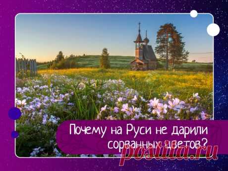 Почему на Руси не дарили сорванных цветов?