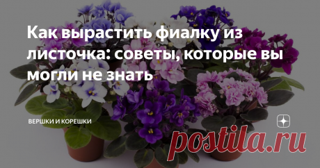 Как вырастить фиалку из листочка: советы, которые вы могли не знать Одним из явных преимуществ фиалок является простота их разведения, поскольку из одного листка можно получить несколько розеток, приложив некоторые усилия для этого.
