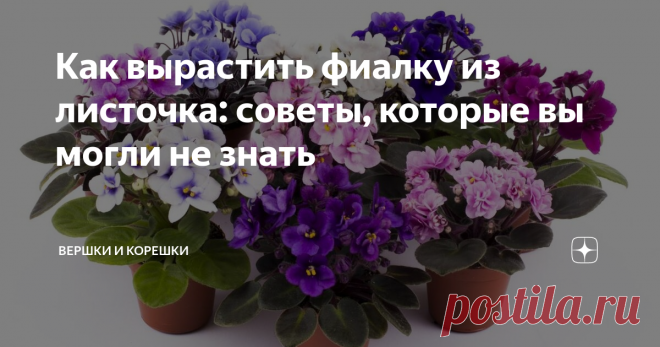 Как вырастить фиалку из листочка: советы, которые вы могли не знать Одним из явных преимуществ фиалок является простота их разведения, поскольку из одного листка можно получить несколько розеток, приложив некоторые усилия для этого.
