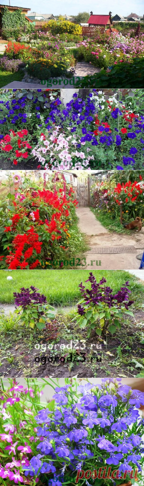 Однолетние цветы, цветущие все лето