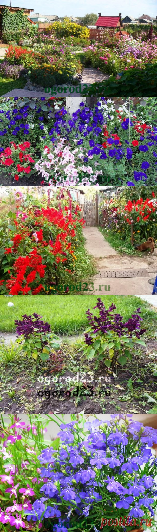 Однолетние цветы, цветущие все лето