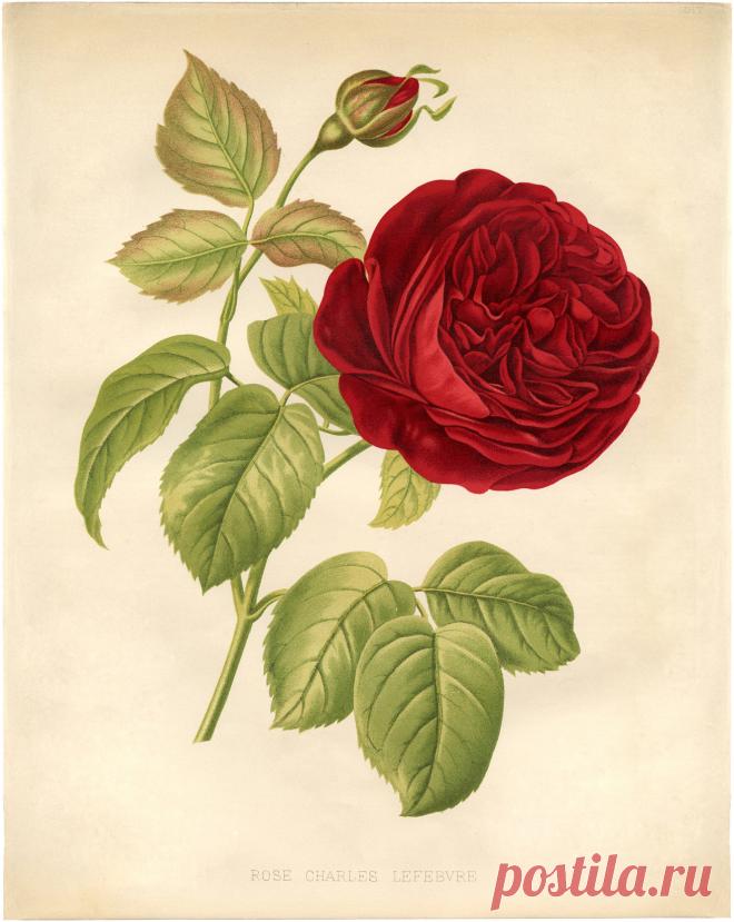 12+ бесплатных изображений винтажных роз - великолепно! - Графическая фея