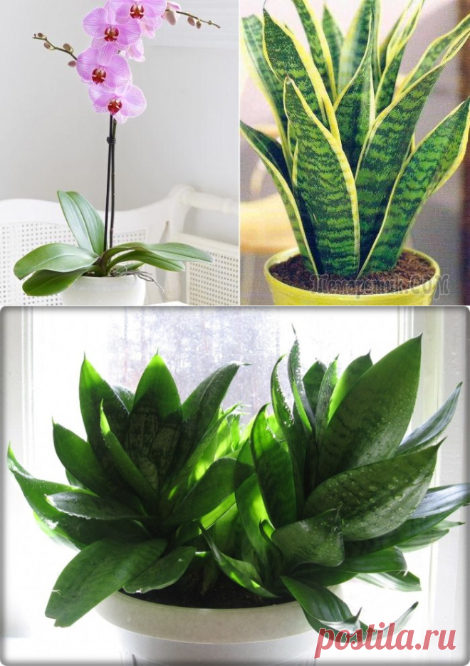 12 стойких комнатных растений для тех, кто забывает их поливать