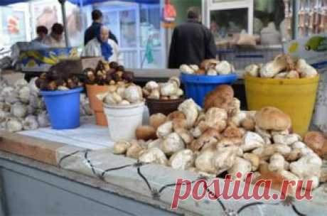 НАРОДНОЕ МНЕНИЕ: ГРИБНОЕ ХОЗЯЙСТВО ПРИНОСИТ ДОХОД КРУГЛЫЙ ГОД