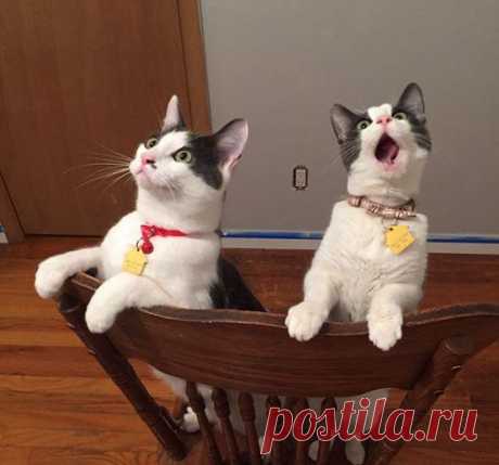 Кошки, которые достойны Оскара за артистичность / Питомцы