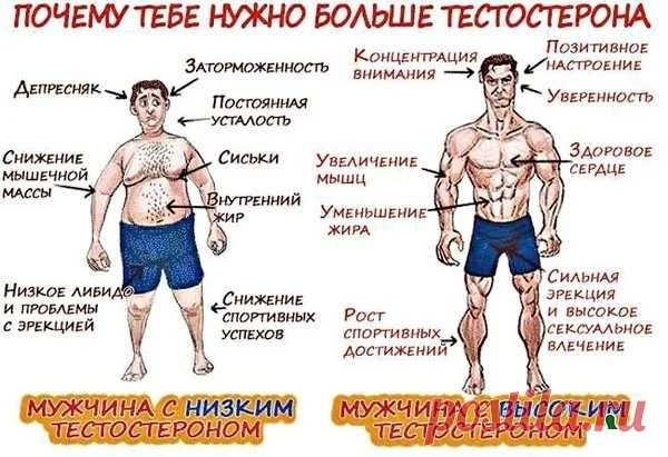 Как повысить тестостерон естественными способами

Чтобы повысить тестостерон у мужчин, рекомендуется задействовать естественные способы. Различные препараты и добавки, несомненно, в короткие сроки повысят уровень гормона в организме. Но те побочные эффекты, которые они могут вызвать, могут нанести значительный вред здоровью. К тому же действие препарата быстро сойдет на нет, если перестать его принимать.

Продукты, способствующие повышению тестостерона:

 Морепродукты (анч...