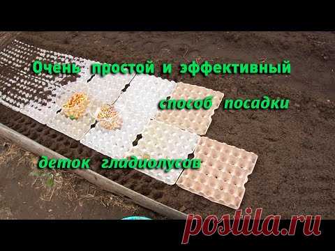 Посадка деток гладиолусов в ячейки от яиц