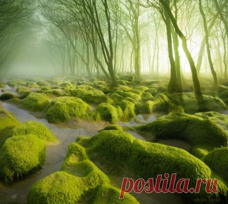 Колдовская красота болот