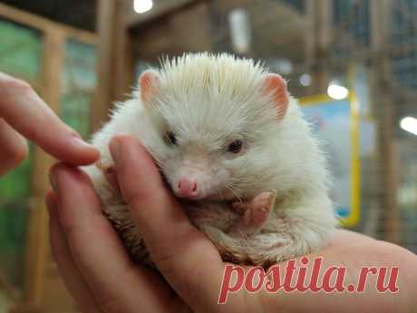 ​Ежик как домашнее животное. Вы думаете о домашнем животном, но считаете ли вы, что собака или кошка слишком требовательны, чтобы о них заботиться? Даже в этом случае выбор возможных домашних животных велик. Как насчет ёжика?