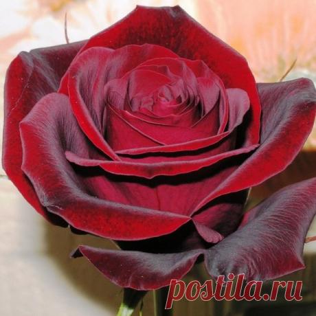 The soul of nature | Душа природы