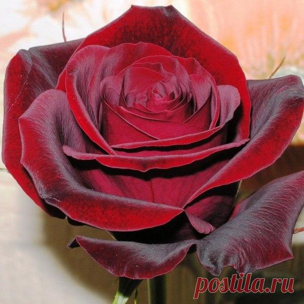 The soul of nature | Душа природы