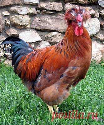 Описание кур яичного направления.