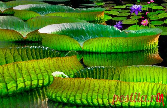 Phot.Beijing.Waterlily.Beihai.Park.01.100803.4619.jpg