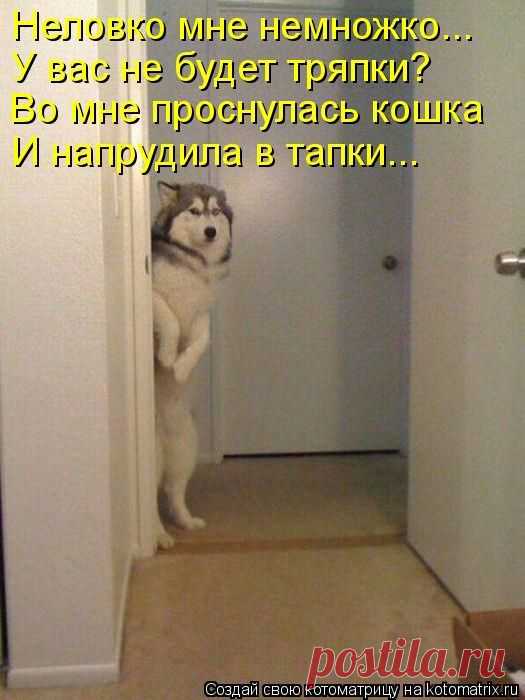 Котоматрицы великолепные, каждая с кусочком позитива!!!