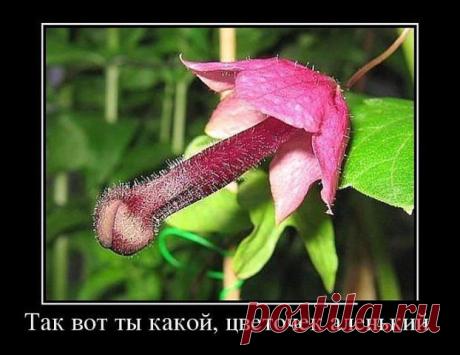 Элитный юмор...(ړײ)