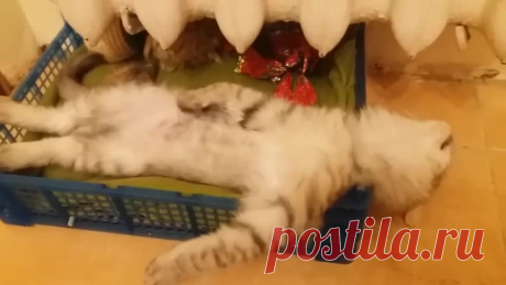 Кот-храпун! Или как кот проводит вечера)))