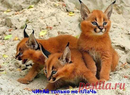 Котята каракала. Красавцы!!!!!
