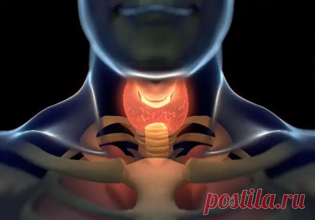 (4) Многоликий гипотиреоз: под какими масками прячется одно из самых распространенных заболеваний щитовидки - ПолонСил.ру - социальная сеть здоровья - 28 июля - 43992678196 - Медиаплатформа МирТесен