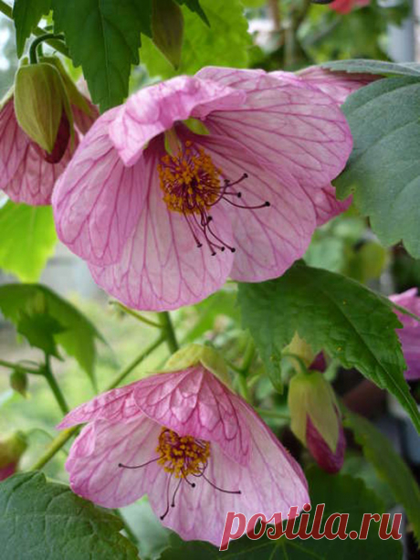 #комнатные_растения@gardening.kittens.world
#Абутилон@gardening.kittens.world

Абутилон - комнатный клен с цветами. Уход, размножение абутилона.
https://www.gardening.kittens-world.ru/abutilon-komnatnyj-klen-s-cvetami.-uhod-razmnozhenie-abutilona.html