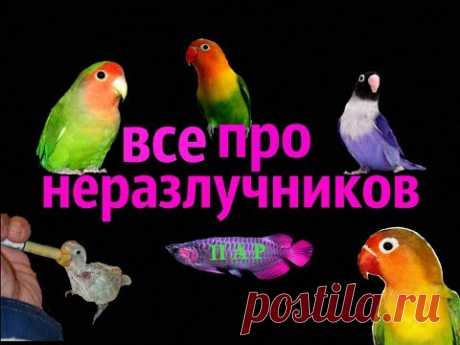 Все про неразлучников !