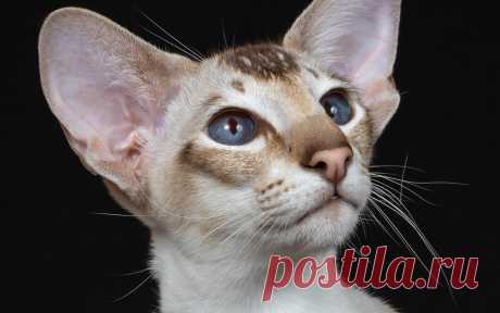 Короткошерстный ориентал