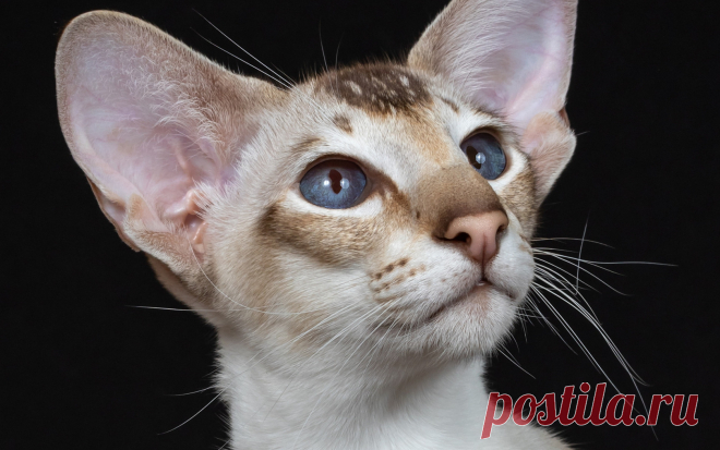 Короткошерстный ориентал