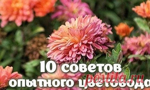 10 СОВЕТОВ ОПЫТНОГО ЦЕТОВОДА