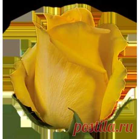 Mohana - Розы желтые - Розы