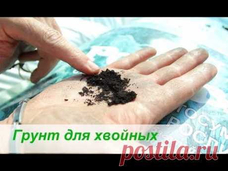 Грунт для хвойных 🌲
