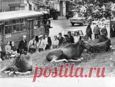 От Преображенки до Сокольников