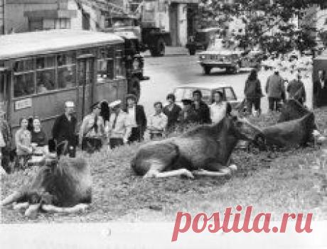 От Преображенки до Сокольников