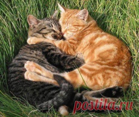 25 Животные, Которые Полностью Лдн
