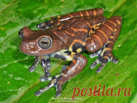 Квакша Colomascirtus antioquia, Колумбия.
https://www.iucnredlist.org/details/78964958/0