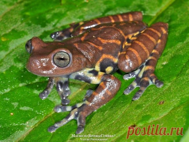 Квакша Colomascirtus antioquia, Колумбия.
http://www.iucnredlist.org/details/78964958/0