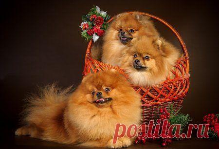 Очаровательные животные / Питомцы