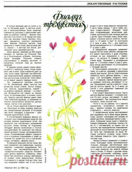Фиалка трехцветная