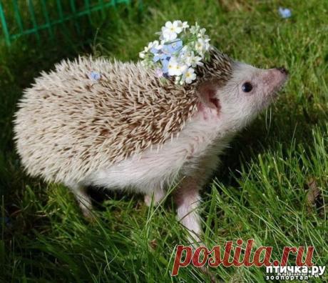 10 фото, чтоб вы улыбнулись | ПТИЧКА.РУ | Яндекс Дзен