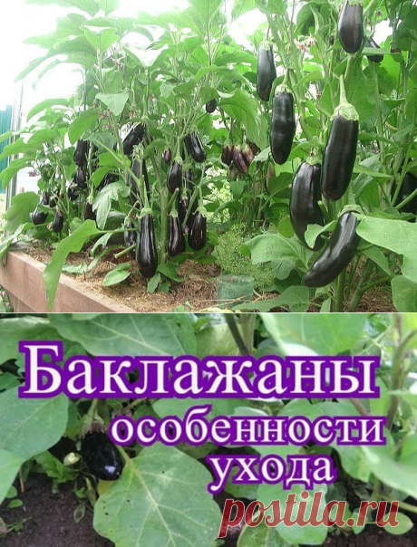 (1) Одноклассники