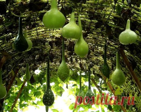 Тыква лагенария: выращивание и применение