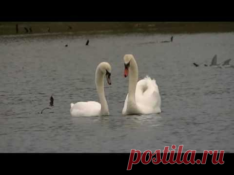 Чудесный мир птиц (видео)