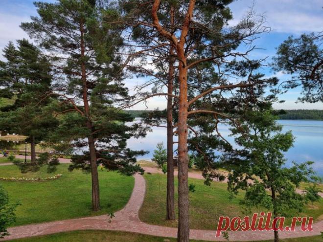 3 причины, по которым умные дачники собирают сосновые шишки: это настоящее сокровище для огородника. У видоизменённых побегов хвойных деревьев есть несколько неожиданных свойств.