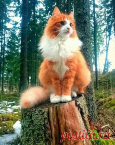 awwww-cute:
“True forest warrior (Source: https://ift.tt/2wRD650)
”