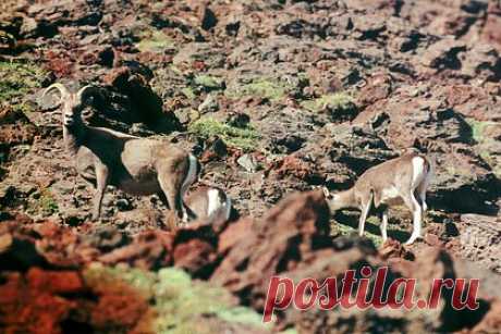 Скачущих по отвесной скале снежных баранов сняли на видео. Стадо снежных баранов в естественной среде обитания сняли на видео. На кадрах, снятых одним из пассажиров вертолета, видно, как баран с большой скоростью бежит по каменистой поверхности отвесной скалы на плато Путорана. За ним на незначительном удалении следуют еще несколько особей.