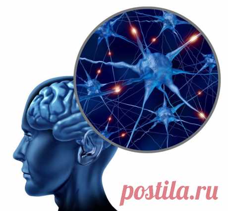 Простые упражнение, улучшающие кровообращение мозга Кровоснабжение мозга
Никто не сомневается в том, что для того чтобы наш ум был ясен, гибок и свеж необходимо иметь здоровую нервную систему. У человека их две - центральная и периферическая. Центральн…